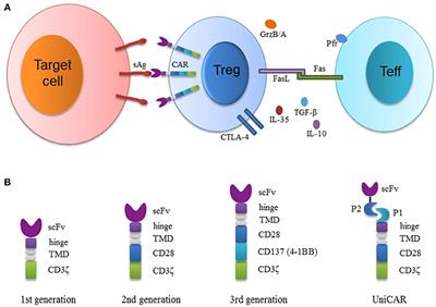 Chimeric Antigen Receptor (CAR) Treg: A Promising Approach to Inducing Immunological Tolerance